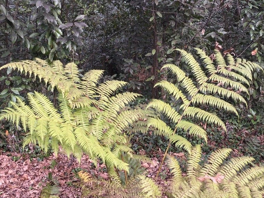 Cyathea lunulata — search result for 'Cyatheaceae'