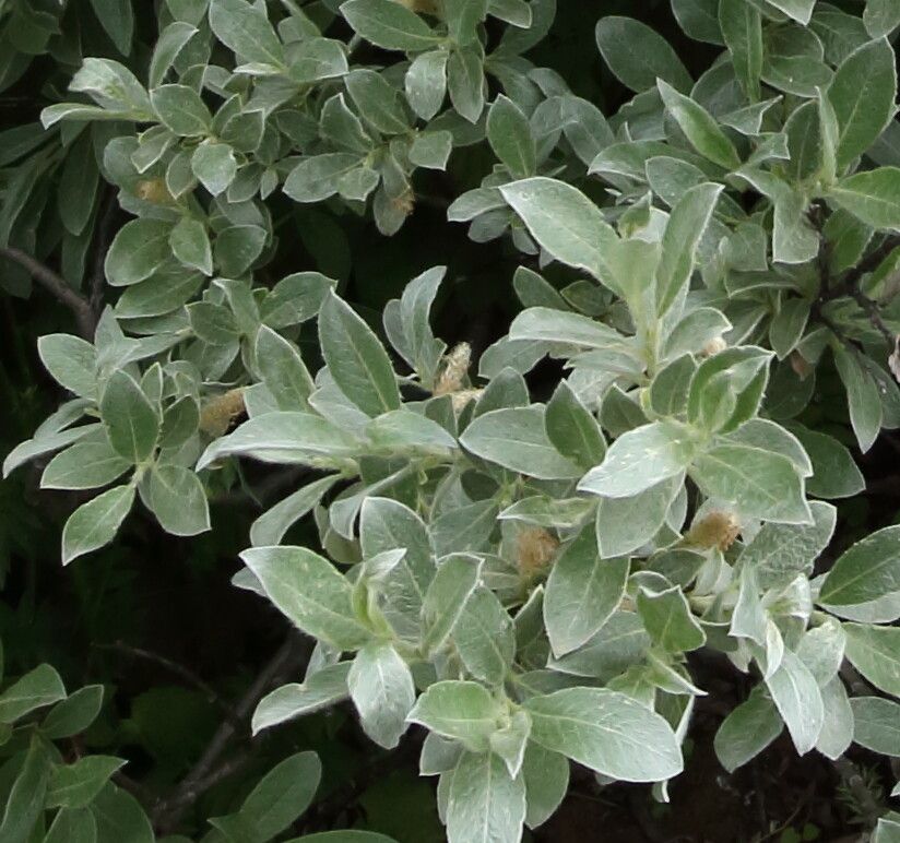 Salix glaucosericea flower