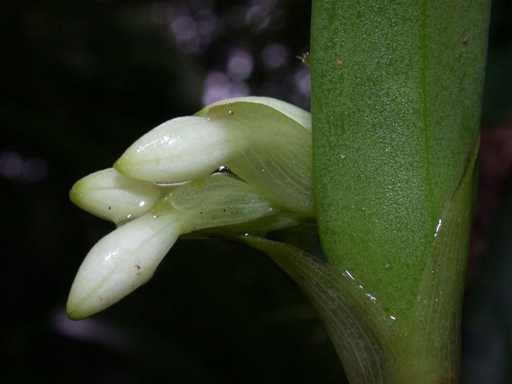 Epidendrum octomerioides fruit