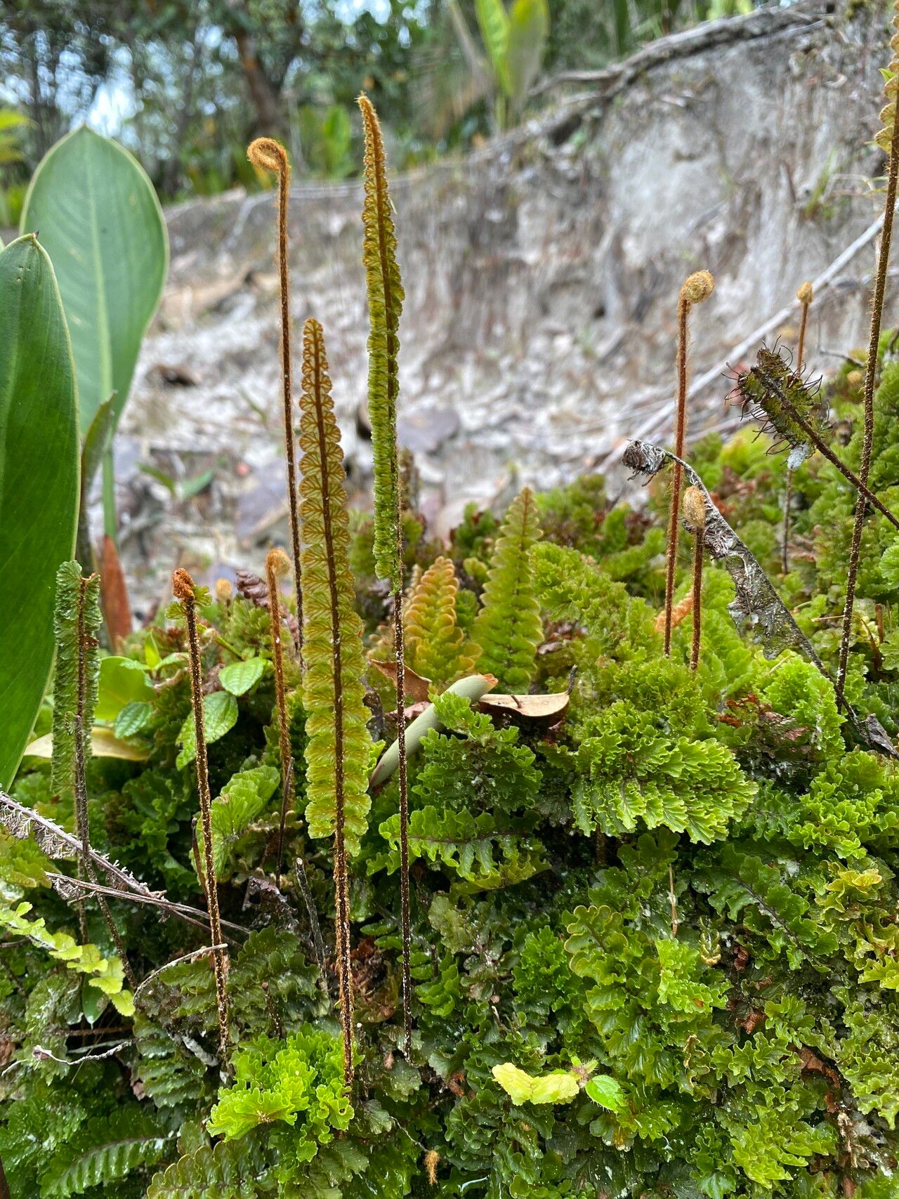 Trichomanes humboldtii — houseplant care guide