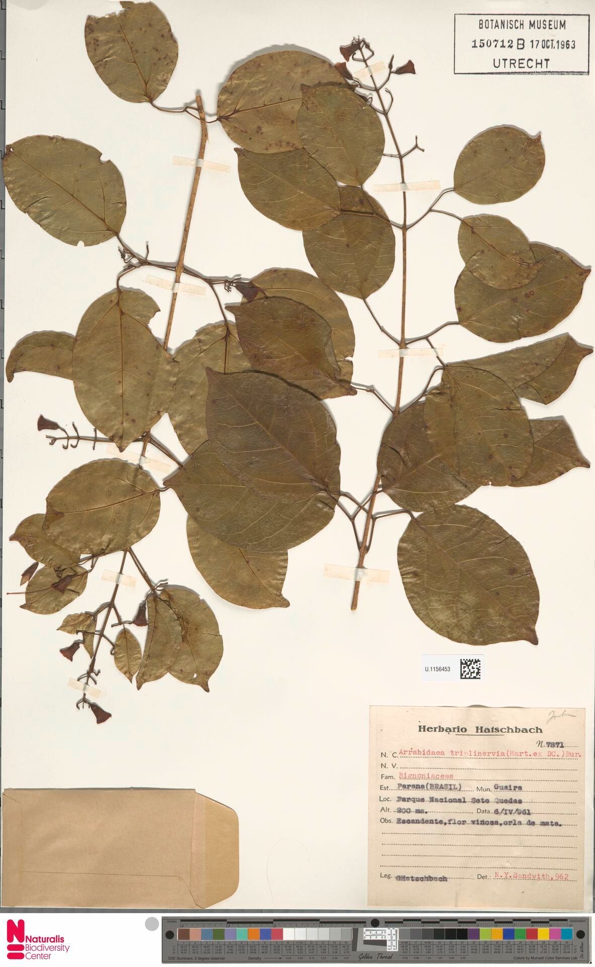 Fridericia triplinervia — houseplant care guide