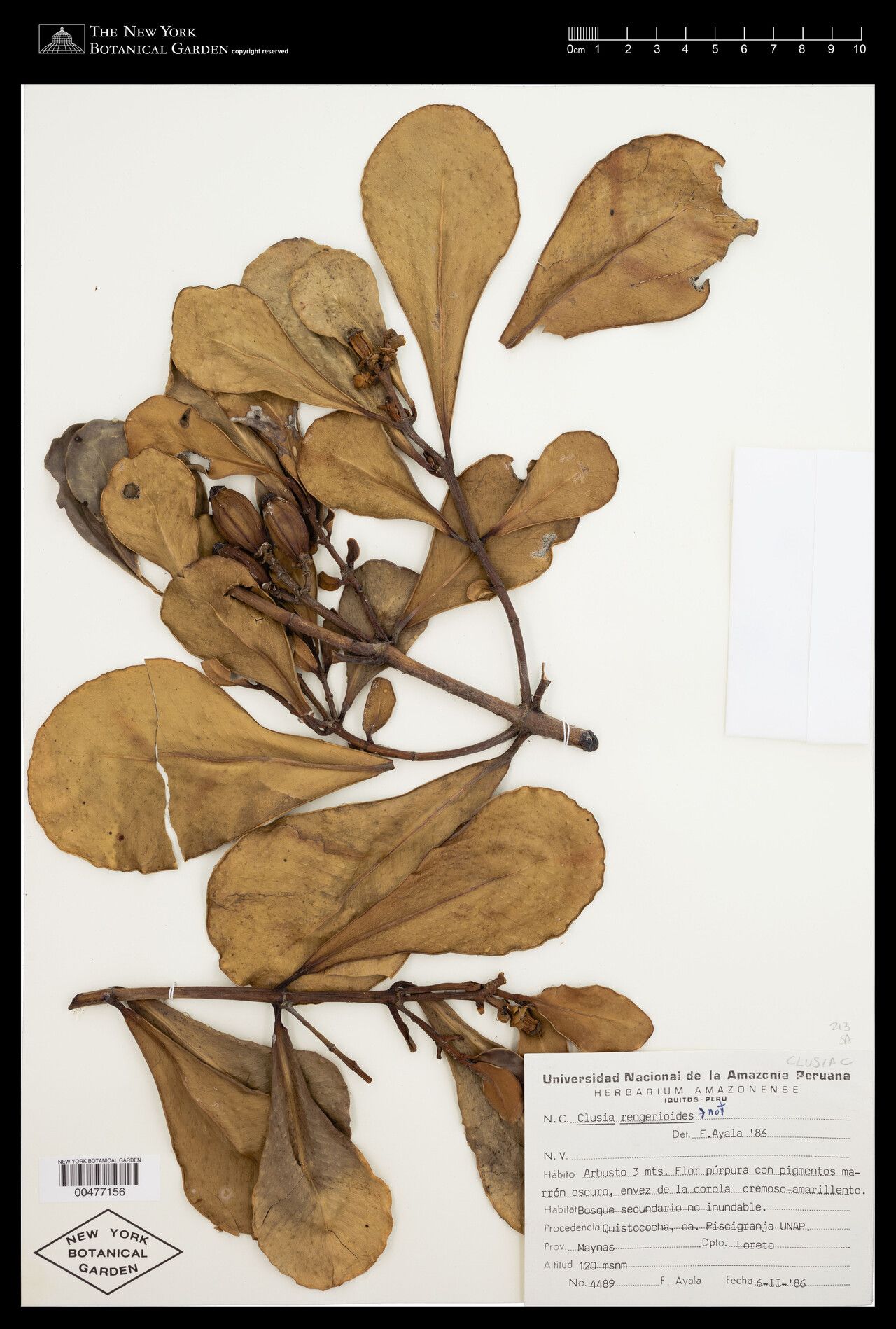 Clusia nigrolineata fruit