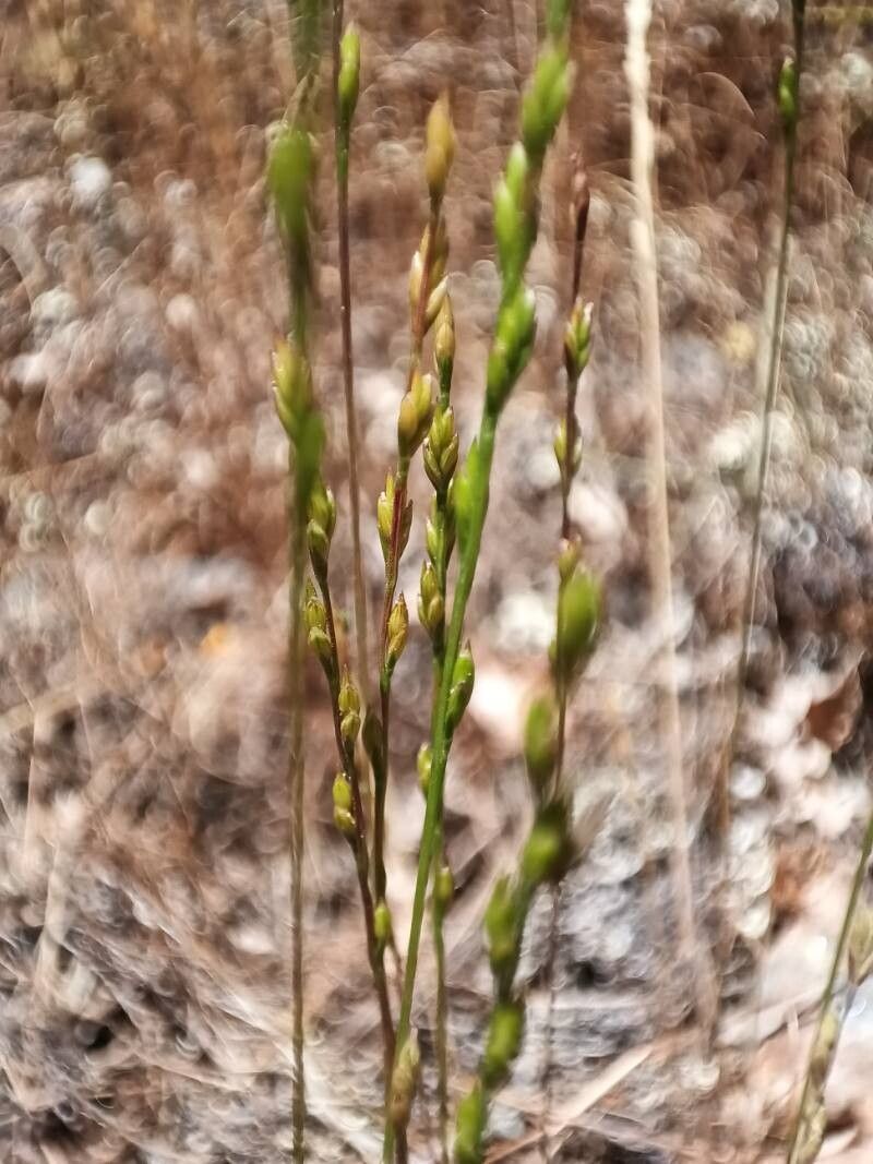 Festuca lachenalii flower