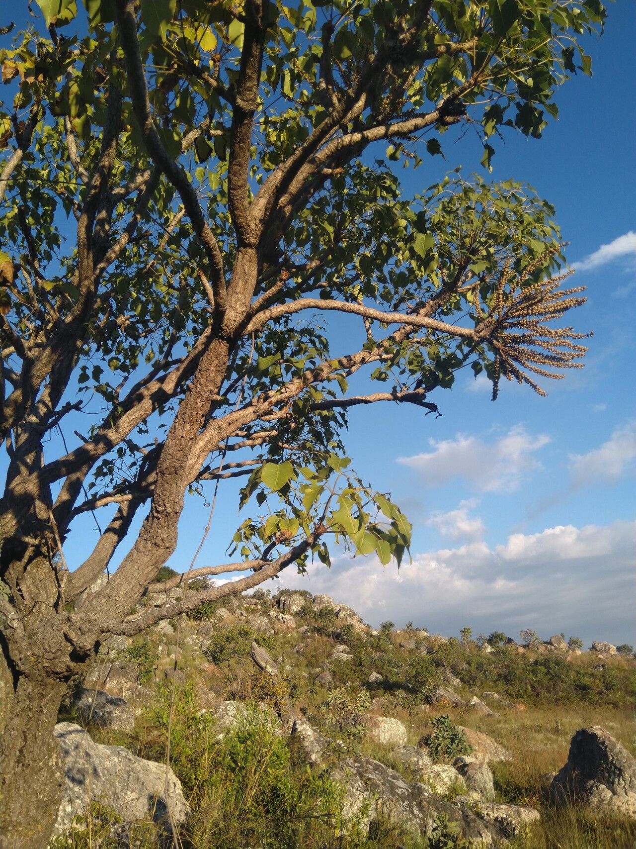 Cussonia angolensis habit
