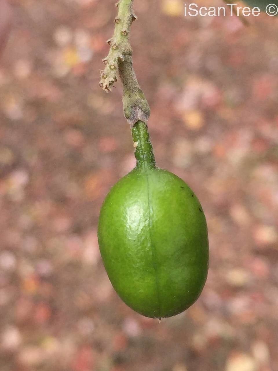 Xanthocercis zambesiaca fruit
