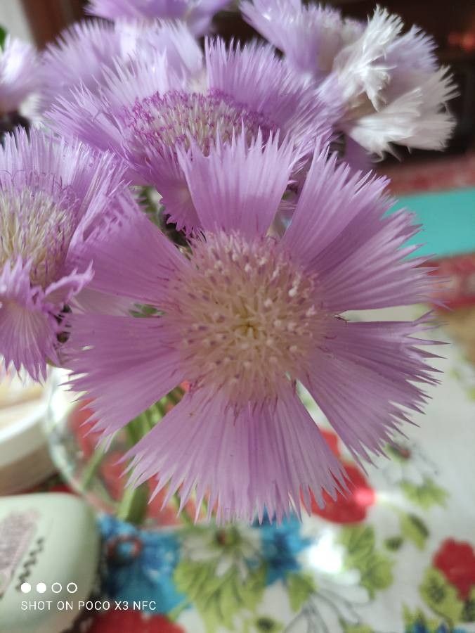 Amberboa moschata — search result for 'Iraq'