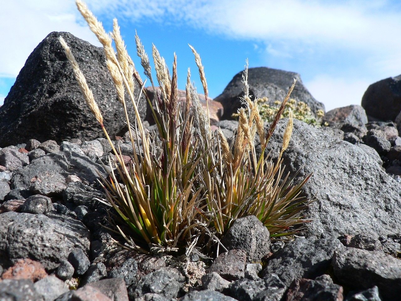 Calamagrostis fibrovaginata flower