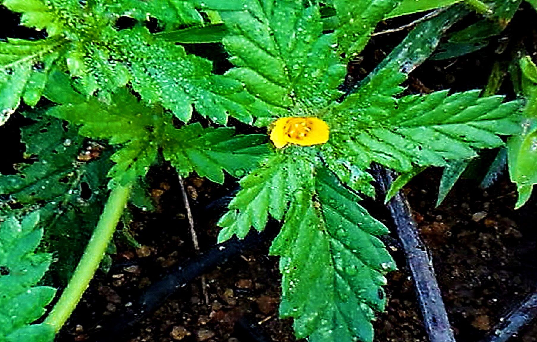 Turnera pumilea — search result for 'Jamaica'