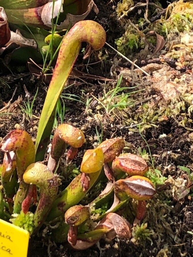 Darlingtonia californica