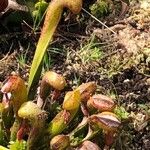 Darlingtonia californica