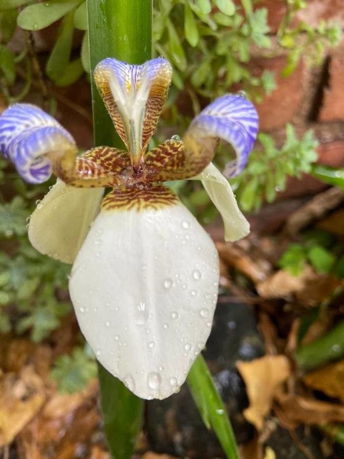 Neomarica spp. flower