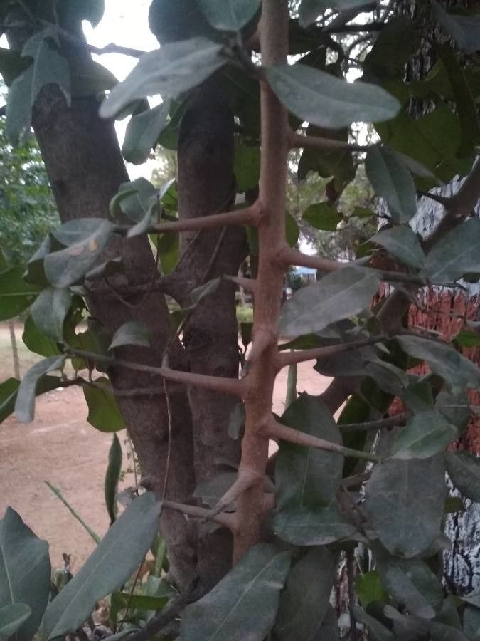 Manilkara hexandra bark