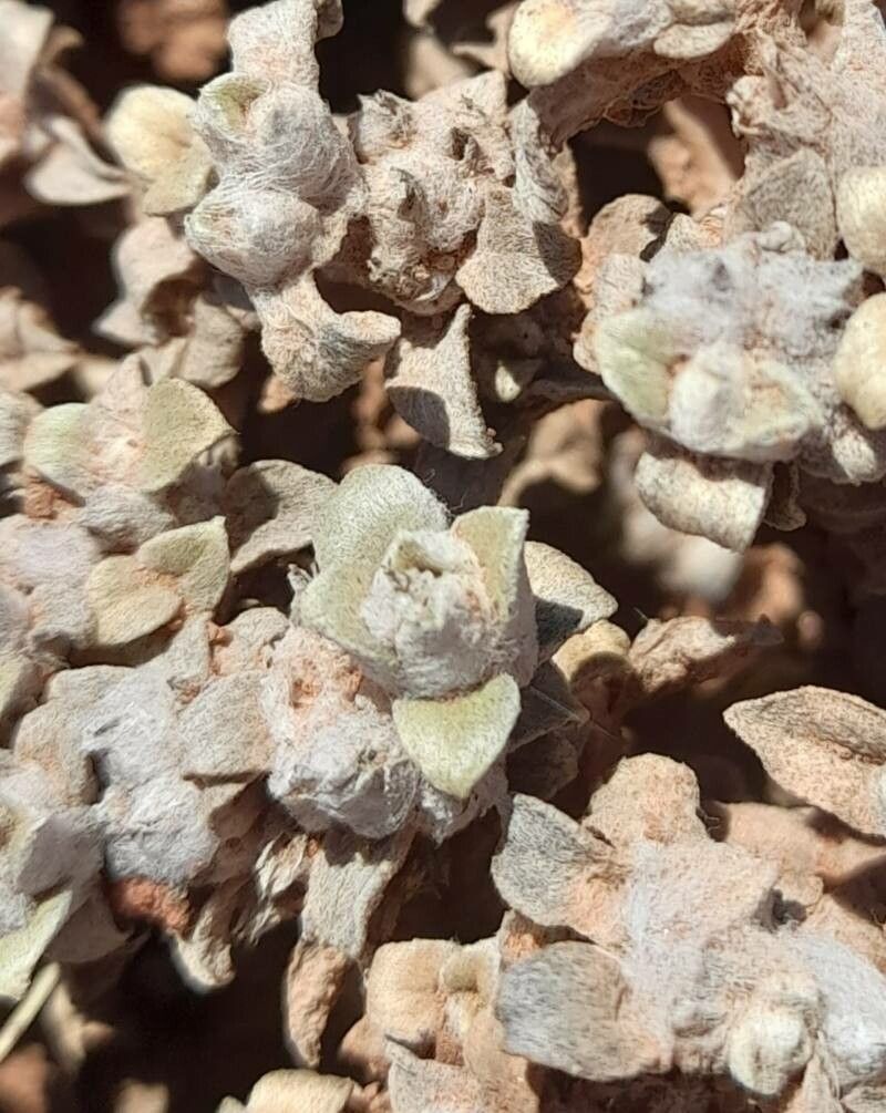 Gomphrena colosacana — search result for 'Gomphrena'