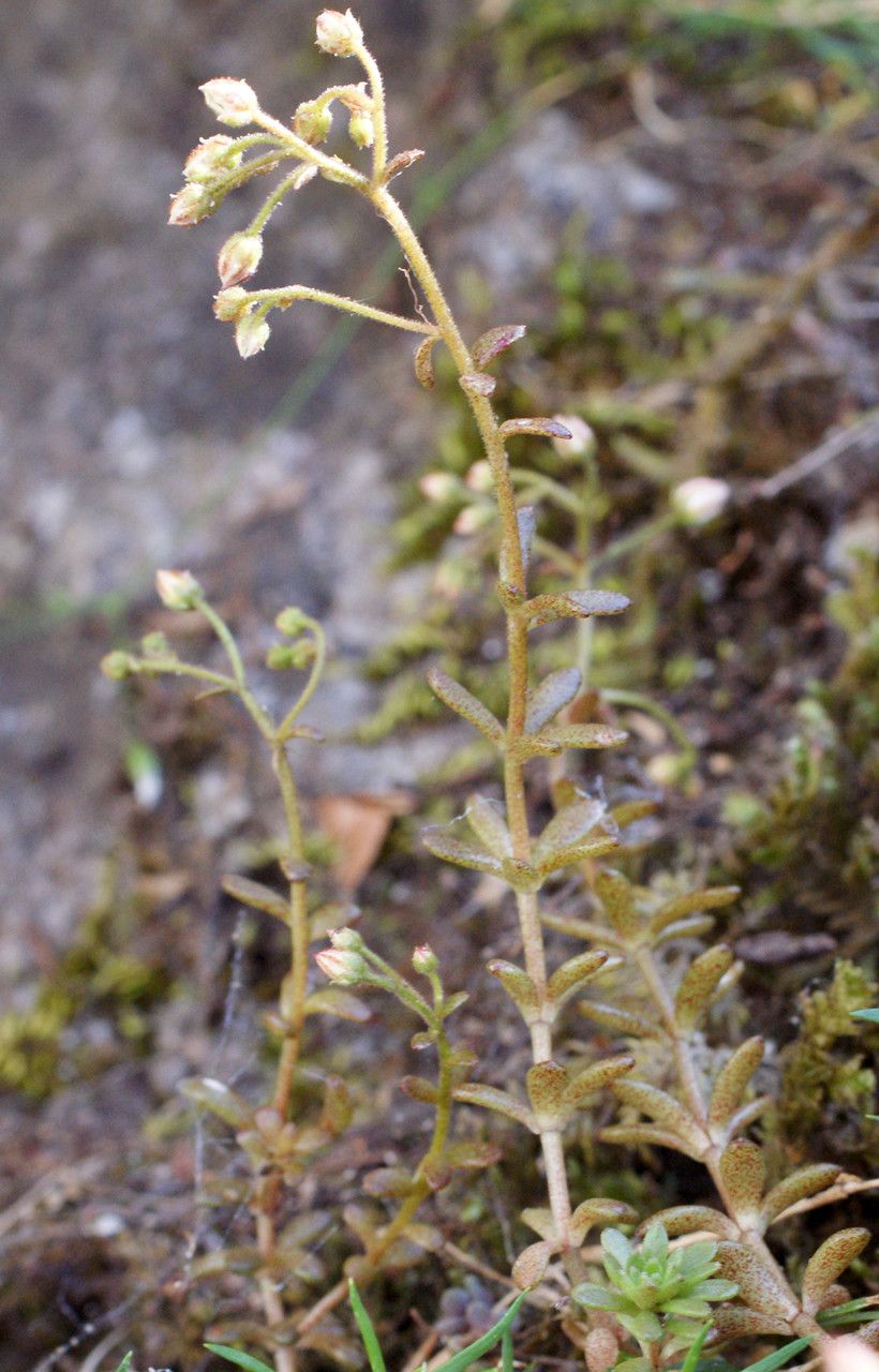 Sedum monregalense habit