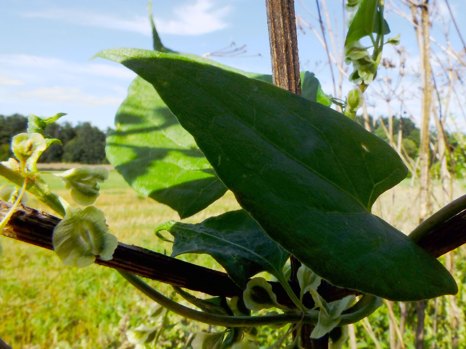 Fallopia dumetorum fruit