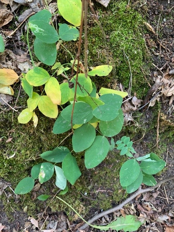 Lathyrus ochroleucus — search result for 'Lathyrus'
