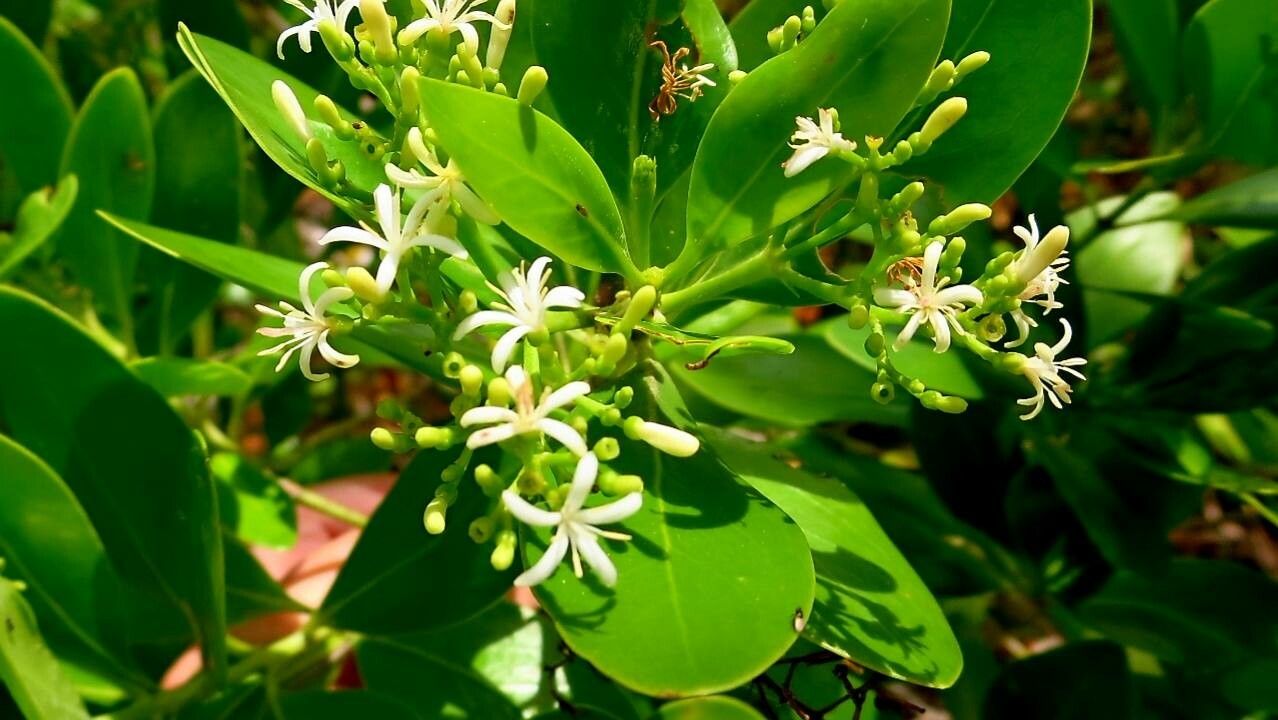 Erithalis fruticosa flower