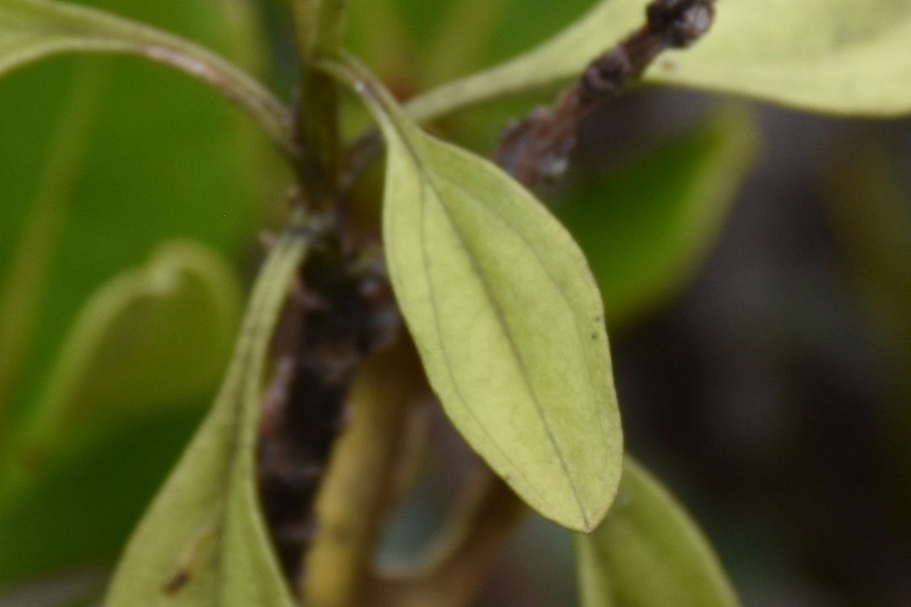 Psiadia terebinthina — houseplant care guide