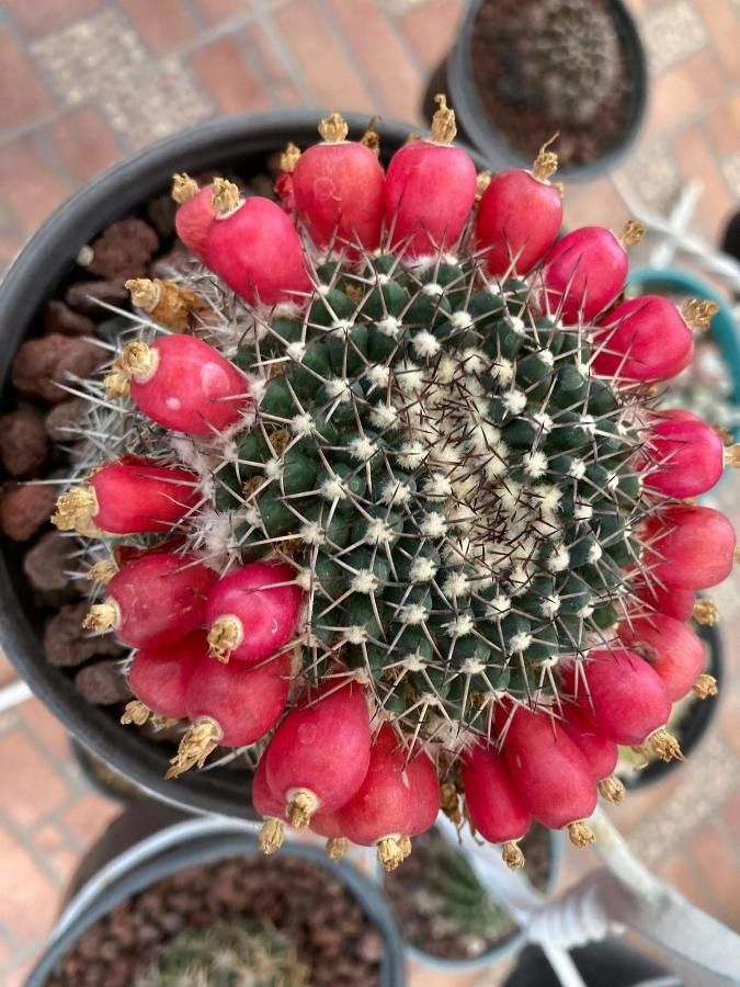 Mammillaria polythele fruit