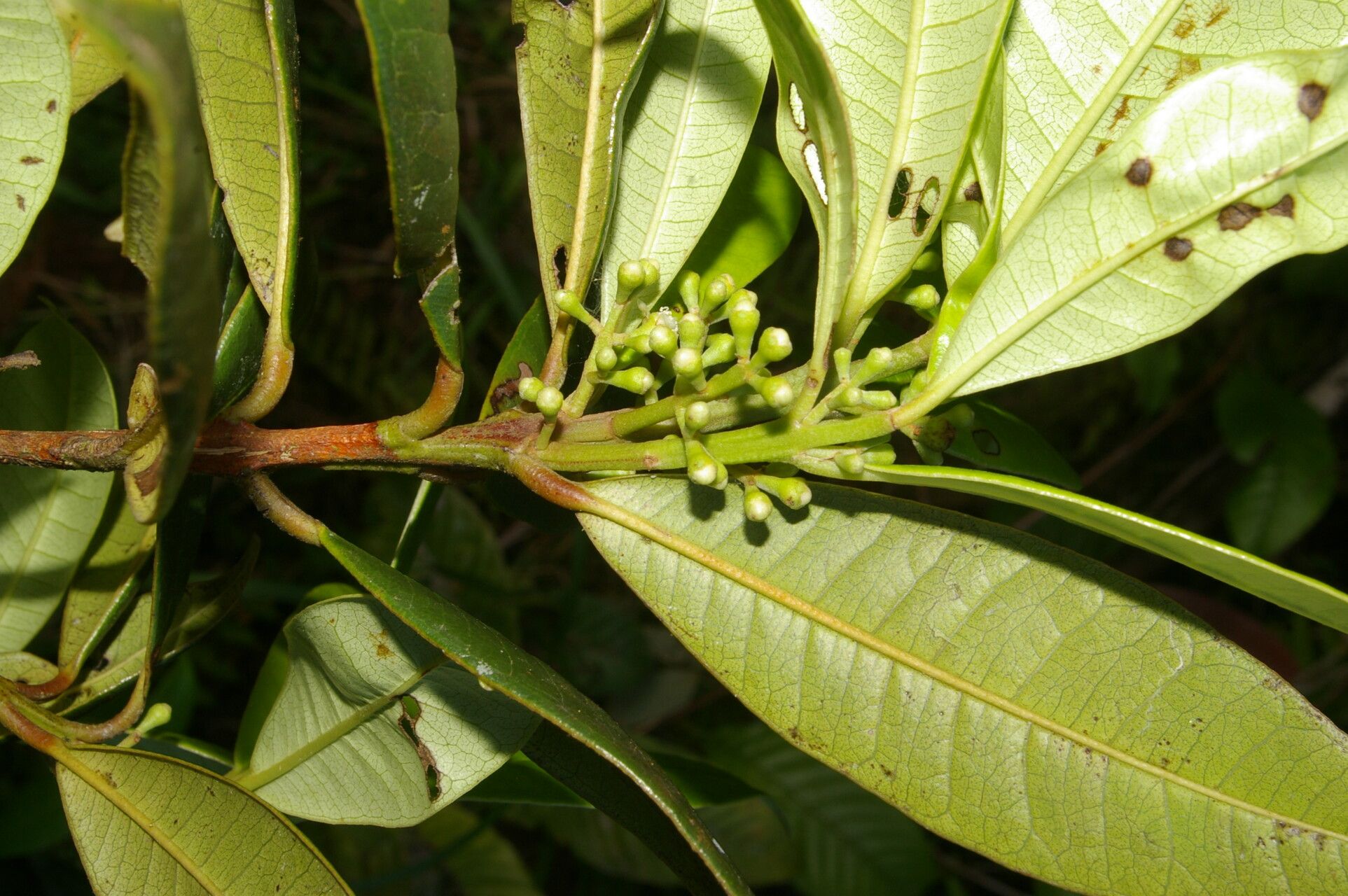 Pimenta guatemalensis fruit