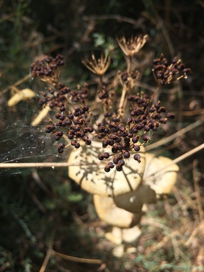 Smyrnium rotundifolium fruit