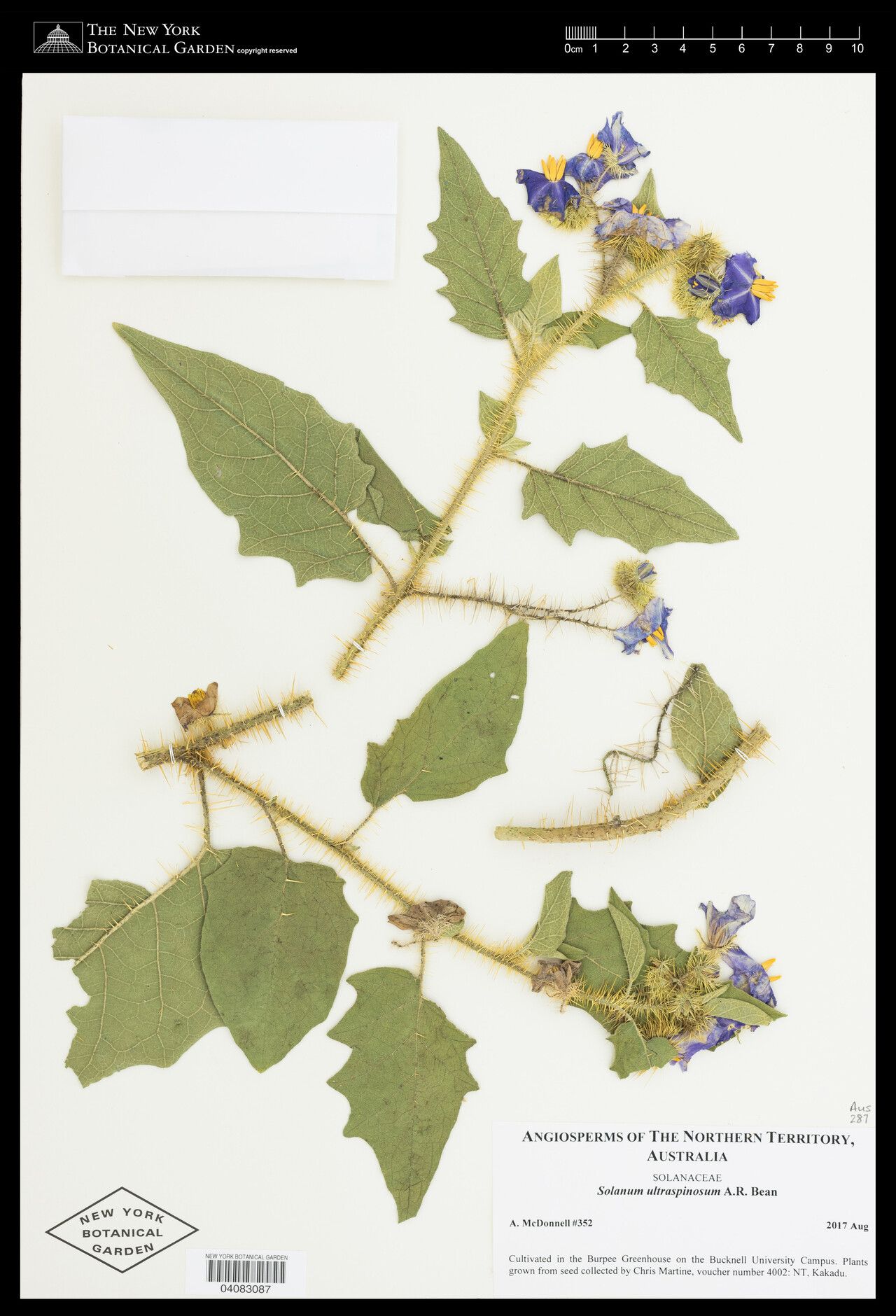 Solanum ultraspinosum — houseplant care guide