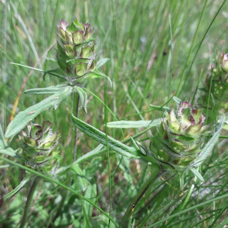 Prunella laciniata fruit