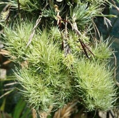 Tillandsia loliacea — houseplant care guide