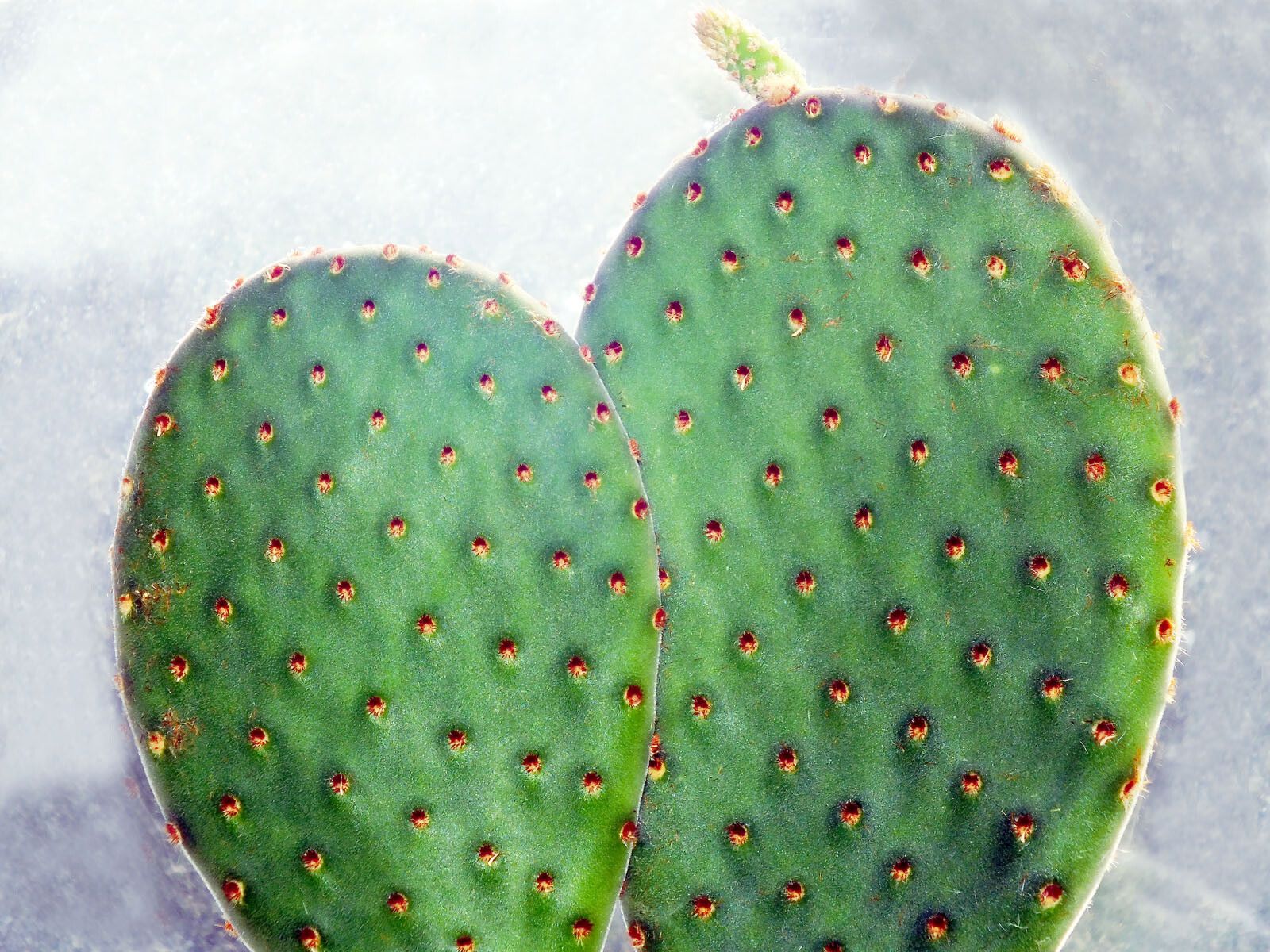 Opuntia rufida — search result for 'Opuntia'