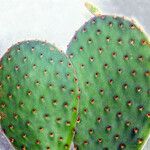 Opuntia rufida