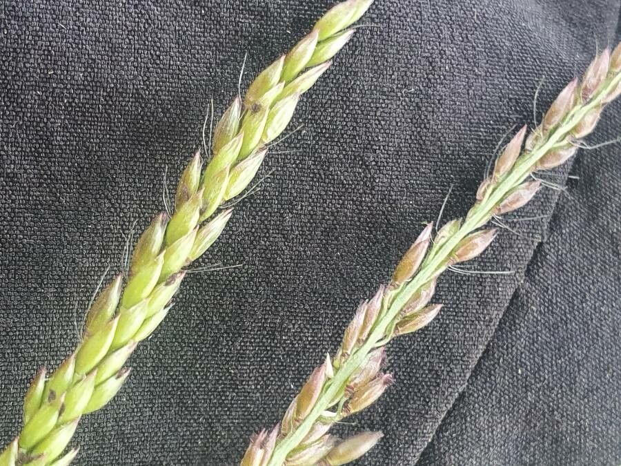 Brachiaria leersioides fruit