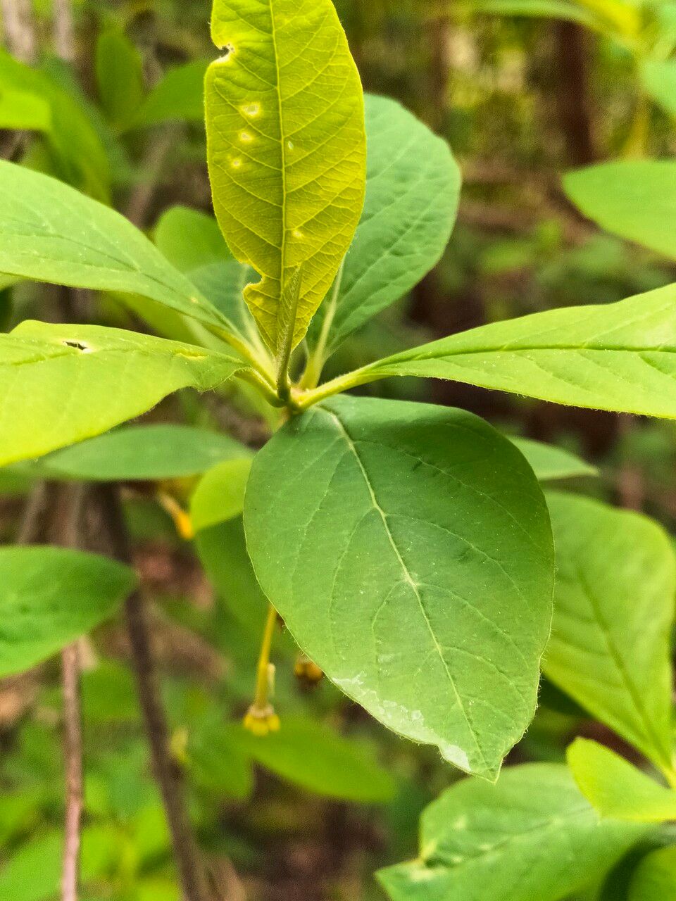 Oemleria cerasiformis — search result for 'Western North America'