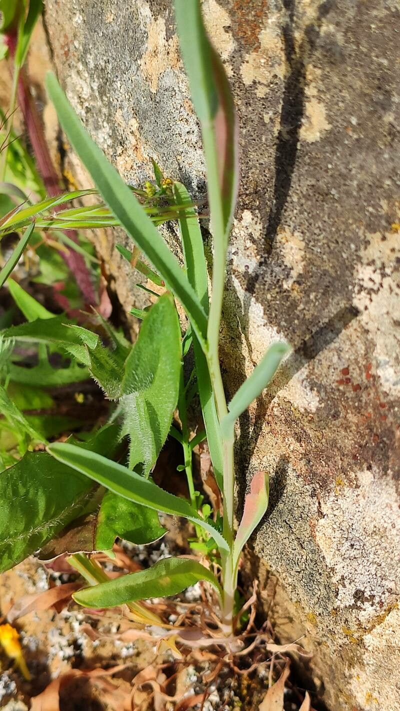 Omphalodes linifolia leaf