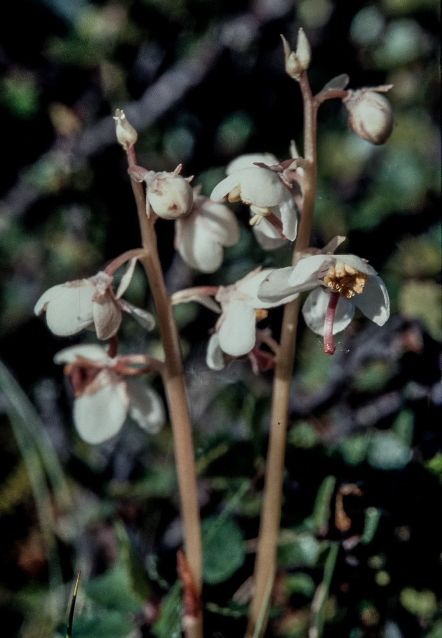Pyrola norvegica — search result for 'Pyrola'
