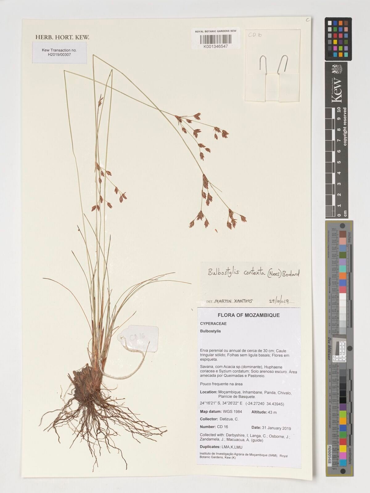 Bulbostylis viridecarinata — houseplant care guide