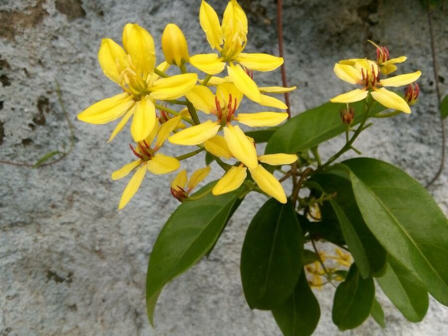 Tristellateia australasiae flower