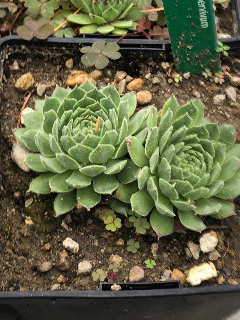 Sempervivum ruthenicum — search result for 'Sempervivum'