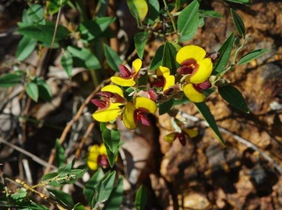 Bossiaea ornata — houseplant care guide