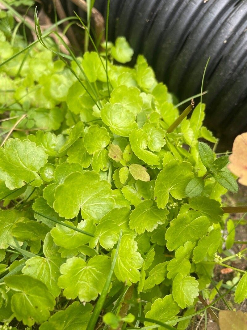 Hydrocotyle americana