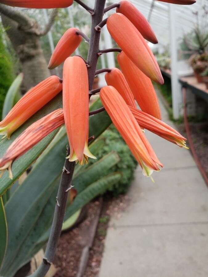 Aloe plicatilis flower