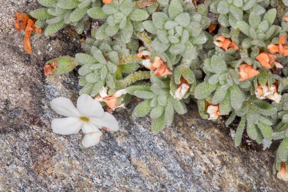 Androsace vandellii flower