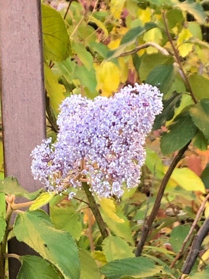 Ceanothus americanus flower