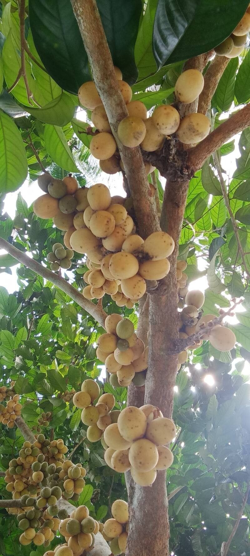 Lansium domesticum fruit