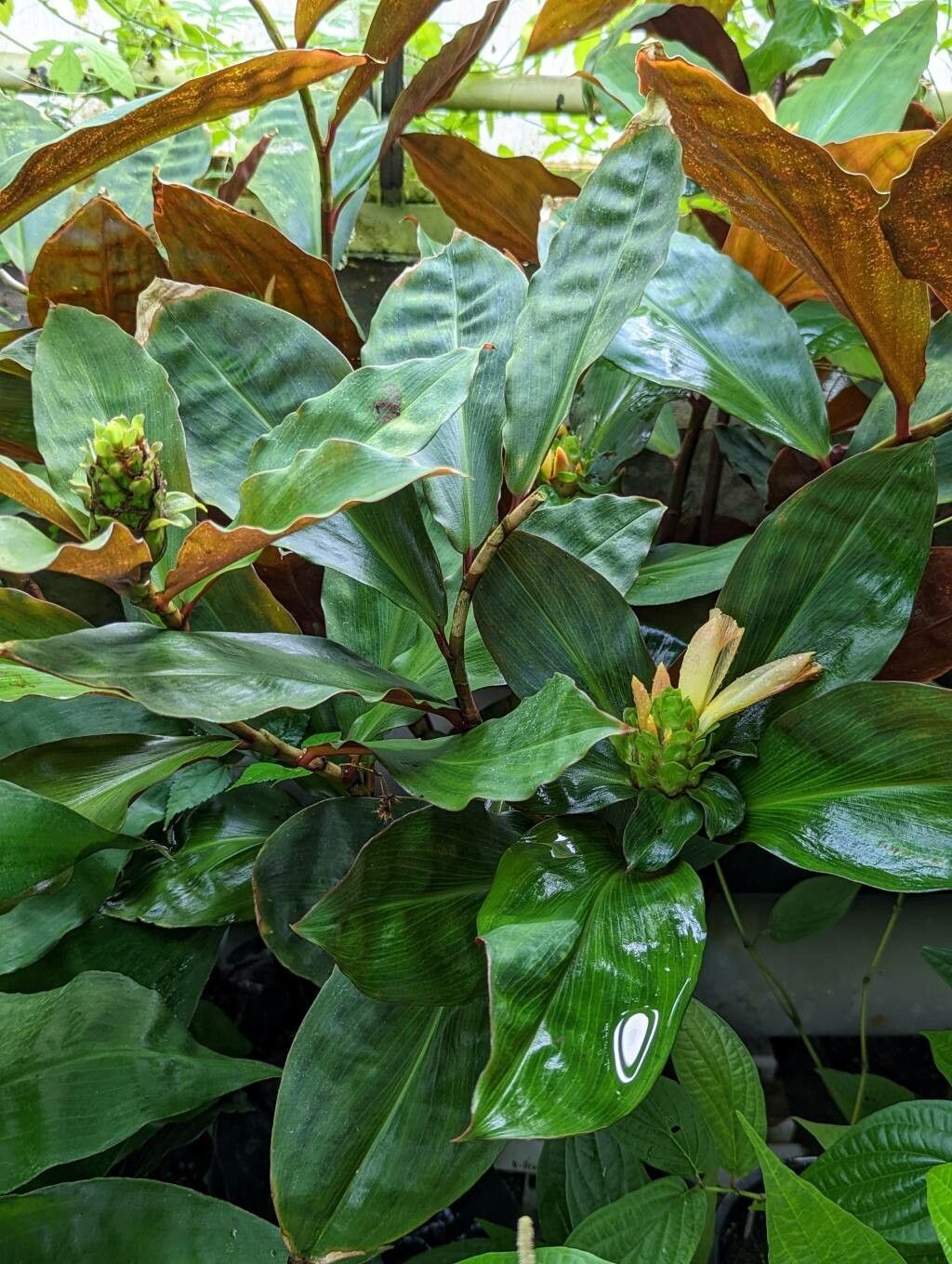 Costus varzearum — houseplant care guide