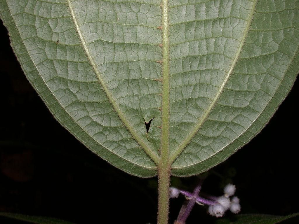 Miconia dorsiloba leaf