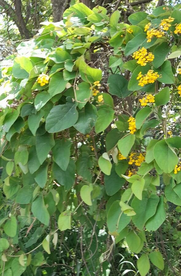 Stigmaphyllon bonariense habit