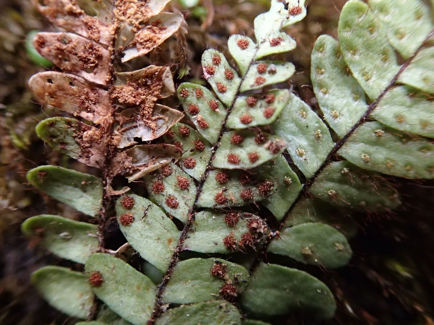 Ctenopterella lasiostipes leaf