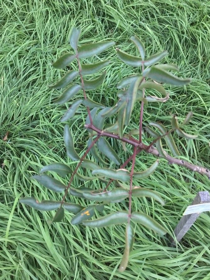 Pistacia atlantica — related species from the same genus