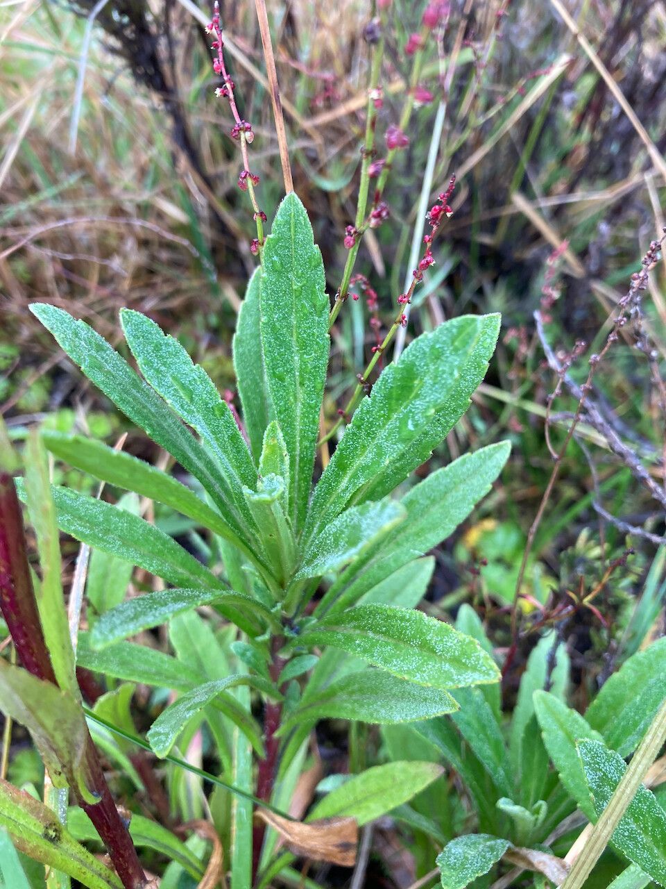 Erigeron popayanensis leaf