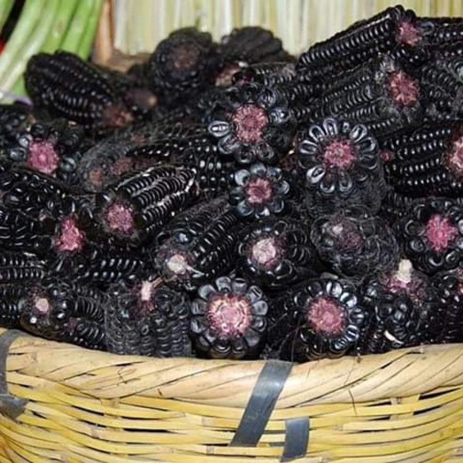 Zea mexicana fruit